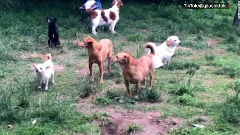 Introverted dogs' meetup has the internet in stitches