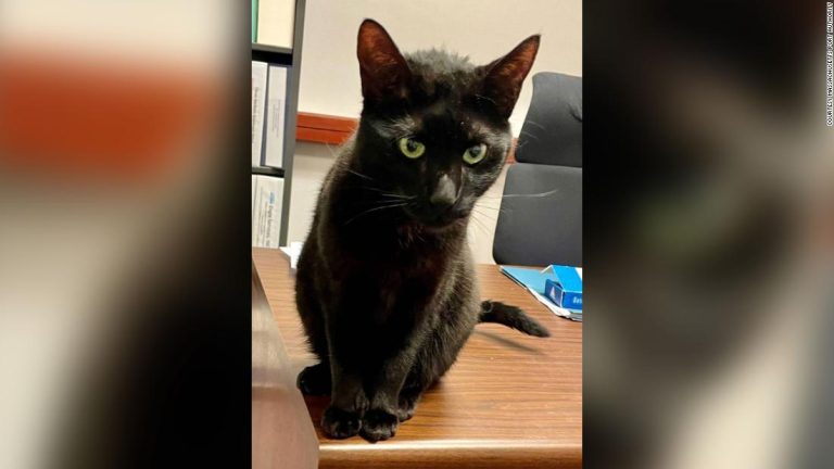 A cat was finally reunited with her family after spending 3 weeks lost in a Boston airport