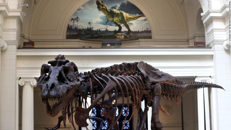 Tyrannosaurus rex is the ‘one true king of the dinosaurs’