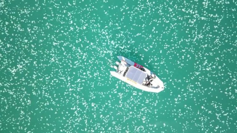 See why swarms of jellyfish are surrounding this boat in the Mediterranean