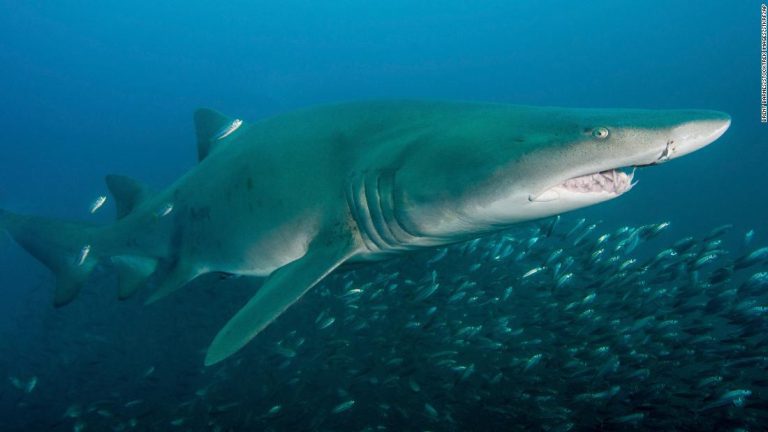 Shark encounters in the US Northeast: The increase explained