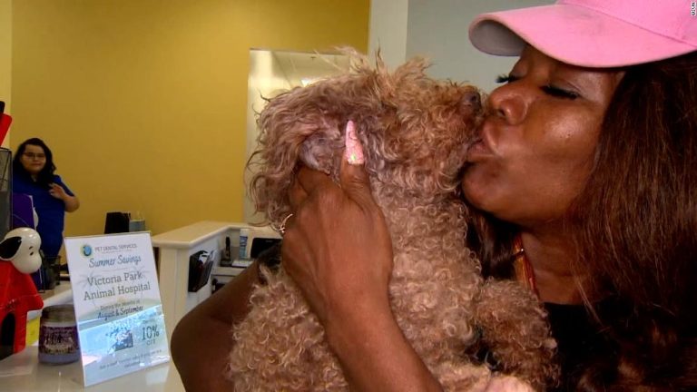 'People thought I was joking': Woman describes 16-hour ordeal to free stuck poodle