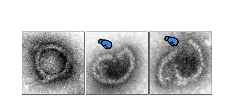 A step on the way to better therapies against viruses