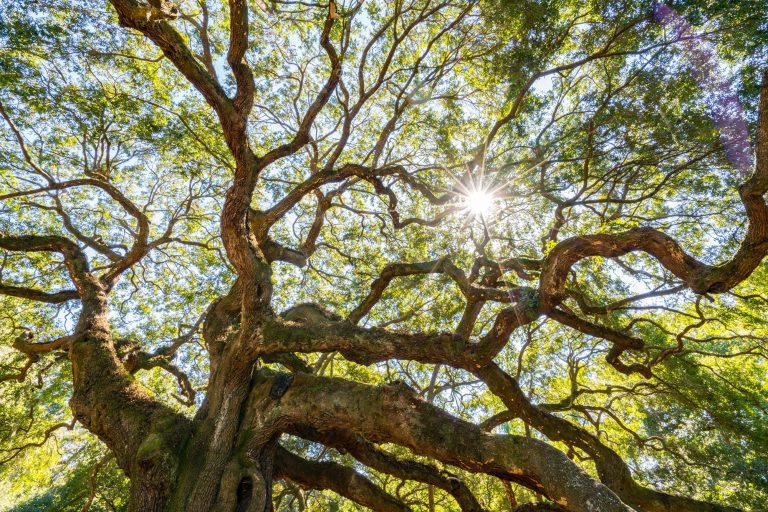 Scientists Rediscover Oak Tree Thought To Be Extinct