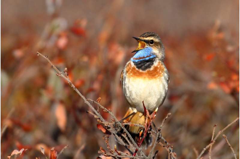 Birdwatching brings millions of dollars to Alaska