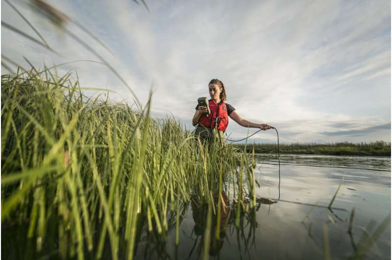 Bold, sustained action can revitalize wild Pacific salmon in the Fraser: New study