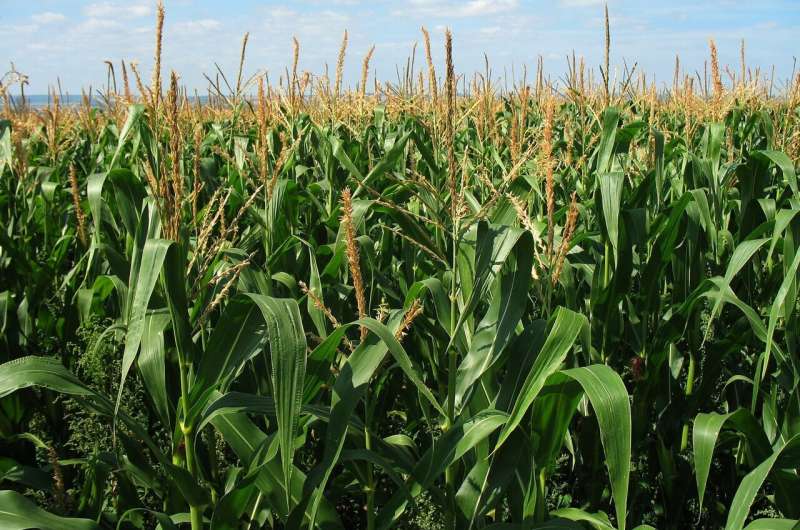 maize