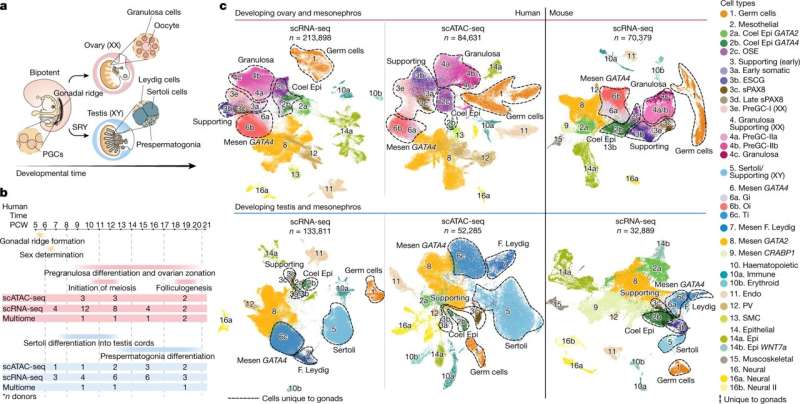 Cell map of human gonads identifies the cells involved in sex determination