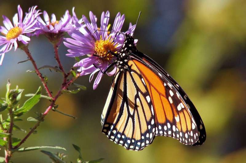 monarch butterfly