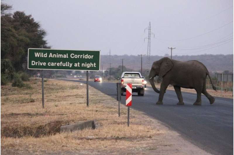 City life or farm life? When elephants adapt to different human development