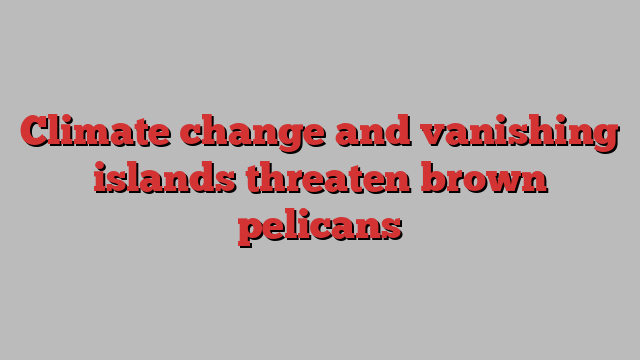 Climate change and vanishing islands threaten brown pelicans