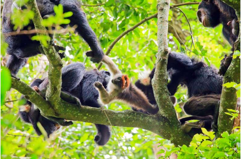 Communication makes hunting easier for chimpanzees