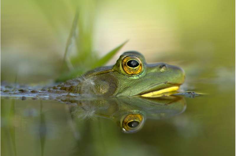 American bullfrog