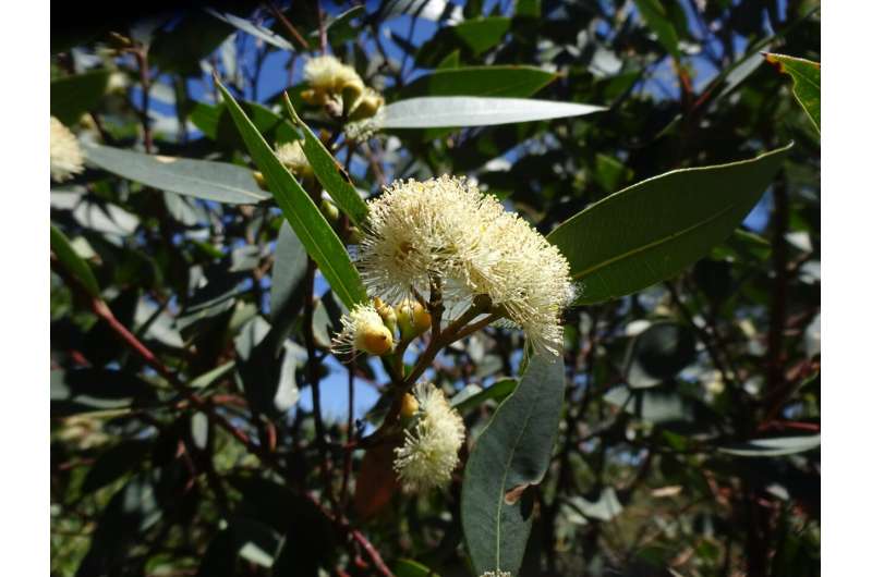 Critically endangered tree gets frisky in ‘desperate’ attempt for survival