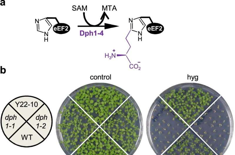 Diphthamide is an Achilles heel shared by both plants and animals