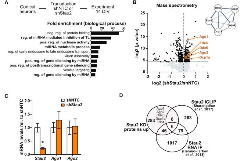 Exploring how Staufen and Argonaute proteins interact with each other