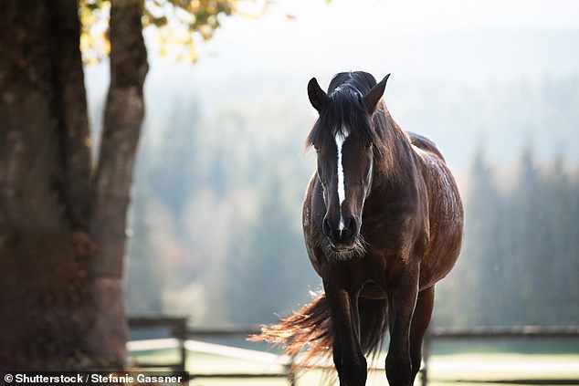 First case in five years of deadly Hendra virus in Queensland after horse fell ill on a property