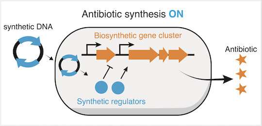 Hidden genes may be tapped for new antibiotics