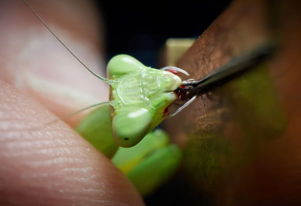 Praying Mantis Biting