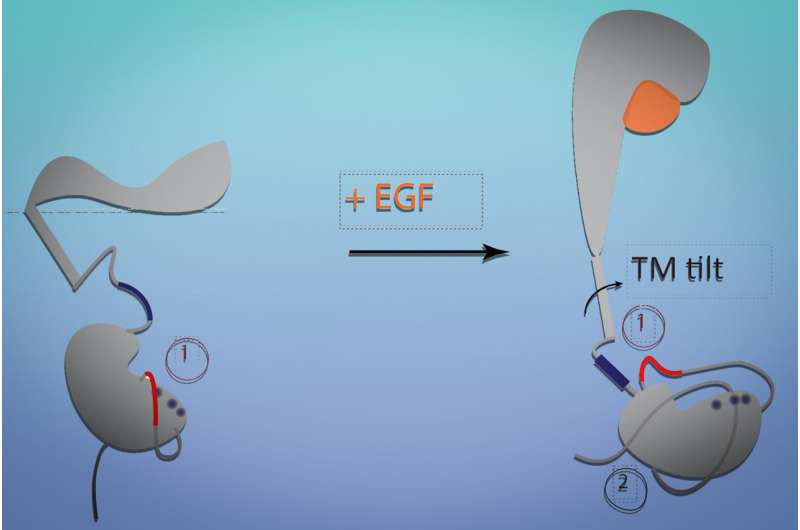 How a shape-shifting receptor influences cell growth