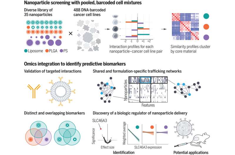 How different cancer cells respond to drug-delivering nanoparticles