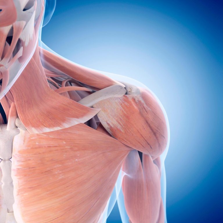 Harvard Scientists Develop a Method To Restore Damaged Tendons and Muscles