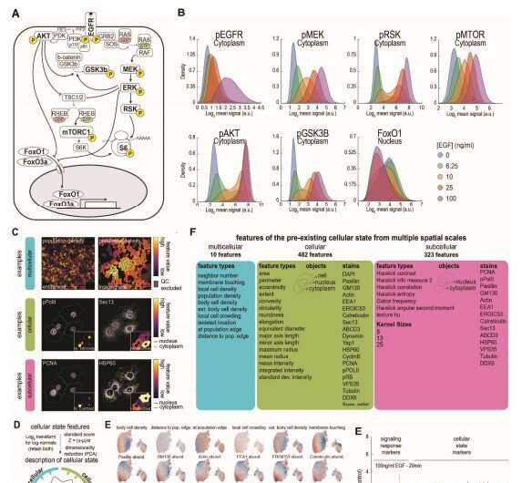 Individual cells are smarter than thought