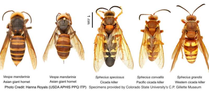 It’s big, but it’s not a ‘murder hornet’