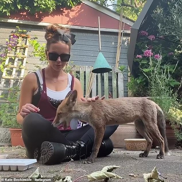 Kate Beckinsale feeds a stray baby fox she found at her mother’s house in adorable clip 