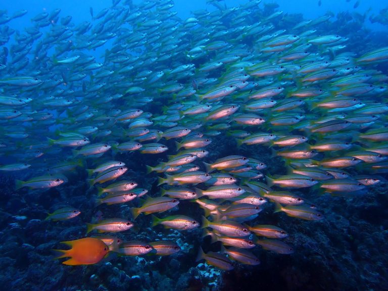 Experts in Marine and Coastal Systems Predict Top 15 Emerging Impacts on Ocean Biodiversity Over Next Decade