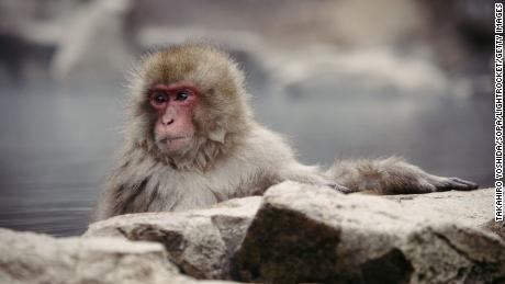 A Japanese macaque enjoys a hot spring.