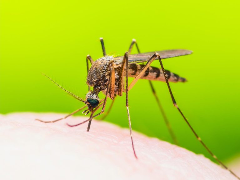 Some Viruses Make You Smell Tastier to Mosquitoes – Increasing the Spread of Disease