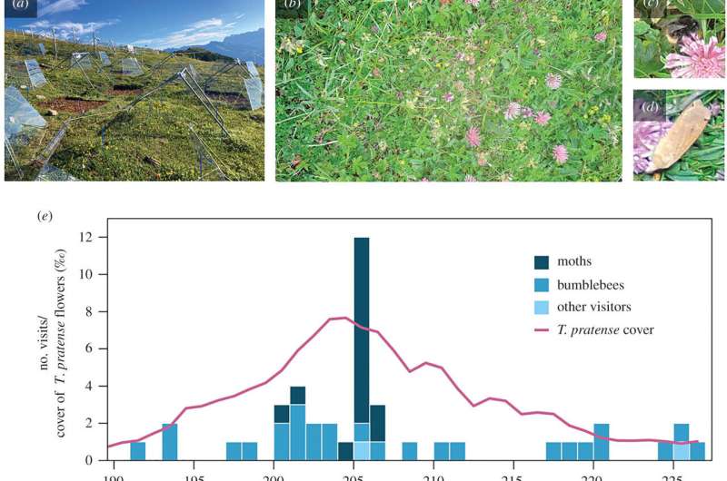 Moths are major pollinators for clover