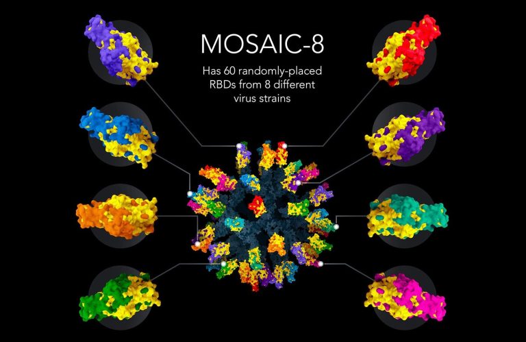 Caltech’s Nanoparticle Vaccine Protects Against a Wide Range of COVID-19-Causing Variants and Related Viruses