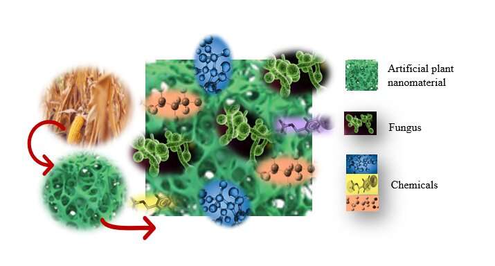 New bioremediation material can clean 'forever chemicals'