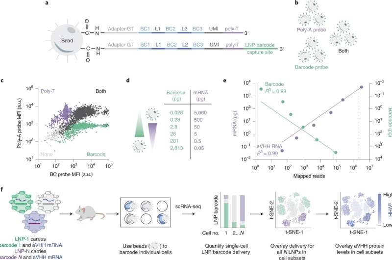 New screening technique could accelerate and improve mRNA therapies