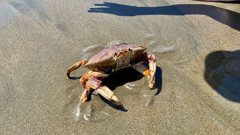 Dungeness Crab