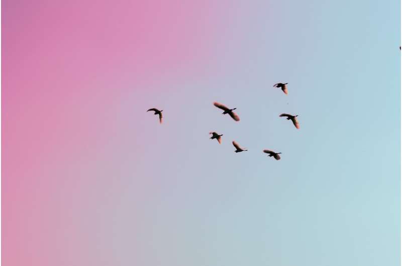 birds