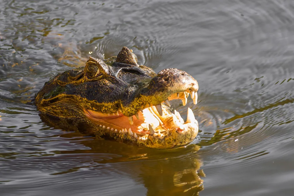 Caiman yacare