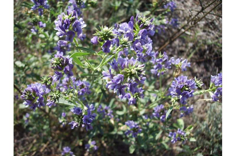 Plants offer better soil, water detox, study finds