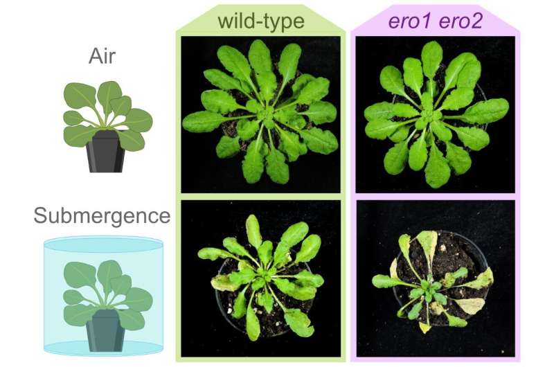 Protein folding in times of oxygen deficiency