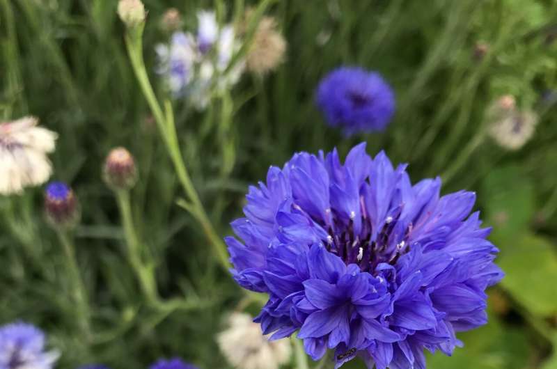 Rare plants attract rare bees and birds in urban gardens