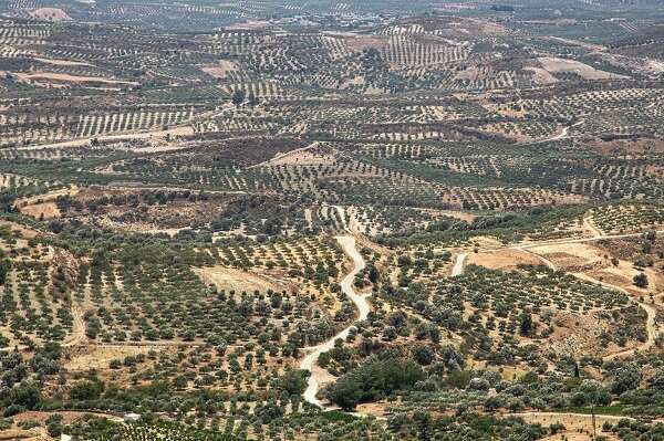 Regenerating the poor soils of the southern EU countries and the Mediterranean, an essential step in combatting climate change