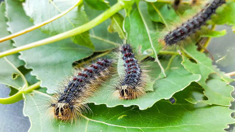 Purdue, U.S. Forest Service launch new, improved Alien Forest Pest Explorer