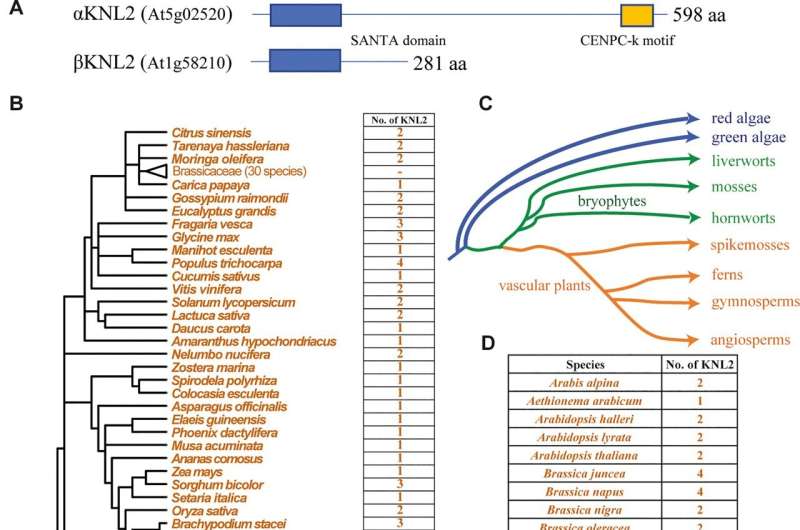 Research team classifies key gene for cell division for the first time