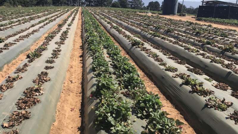 Researchers identify genes making strawberries resistant to fusarium wilt