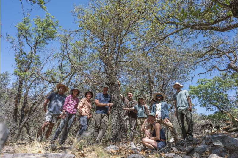 Researchers rediscover oak tree thought to be extinct