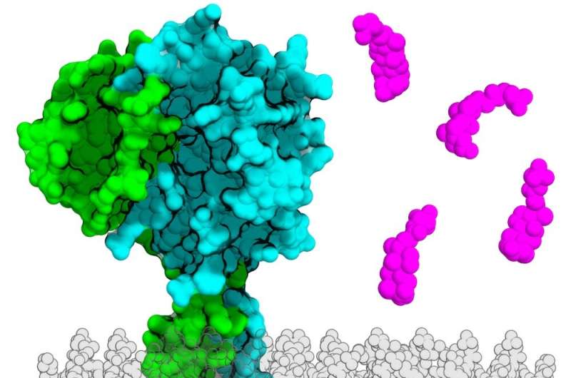 UT Southwestern researchers use AI to detect new family of genes in gut bacteria