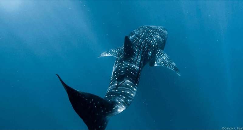 What are whale sharks up to?