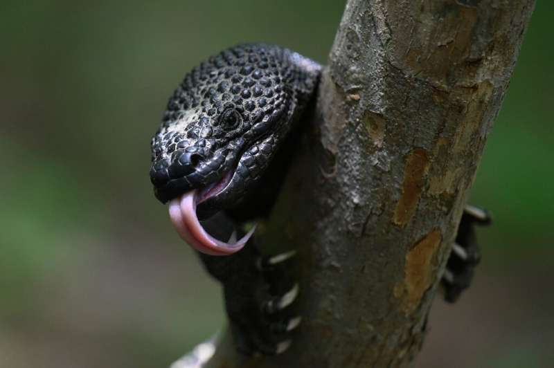 Heloderma charlesbogerti can live up to 23 years in captivity